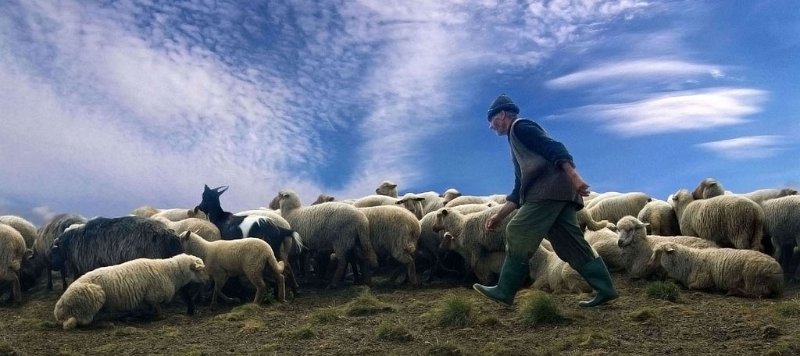 294 - mountain shepherd - NAGY Lajos - romania.jpg